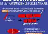 Les costamères et la transmission de force latérale