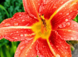 Douce pluie