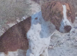 Cave canem