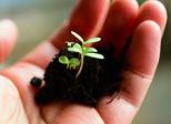 Are You Fortunate to Have A Green Thumb?
