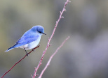 L'oiseau et le confiné