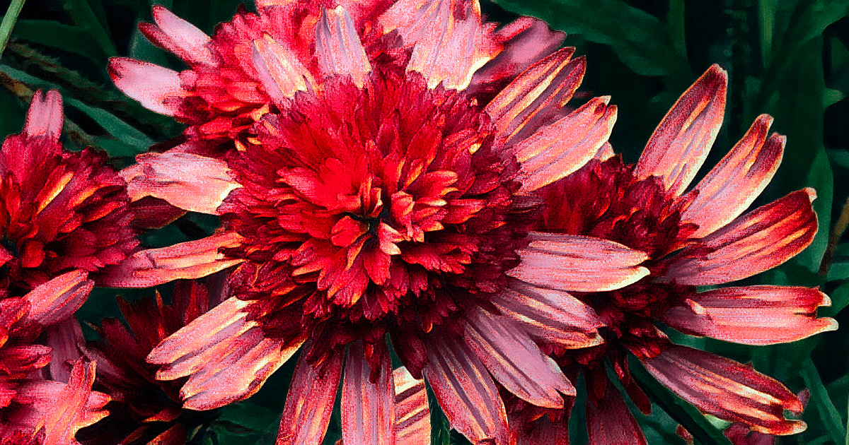 Fleurs du midi, fleurs de rubis.