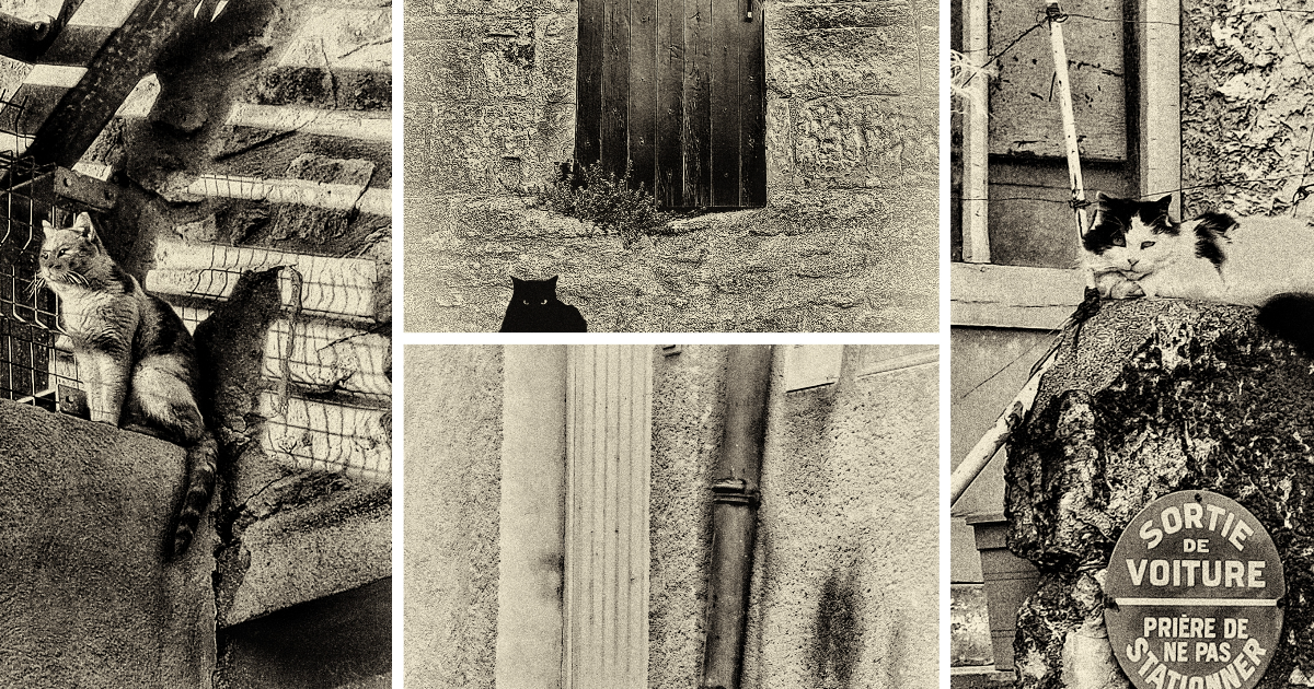Chat rit varie...