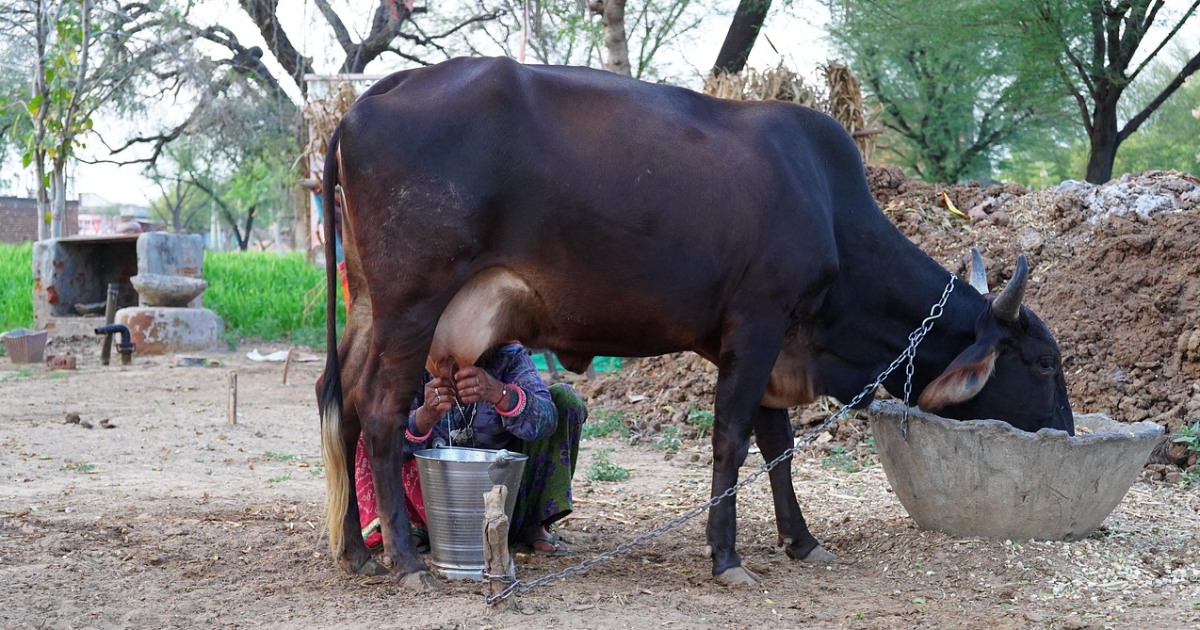 Lait