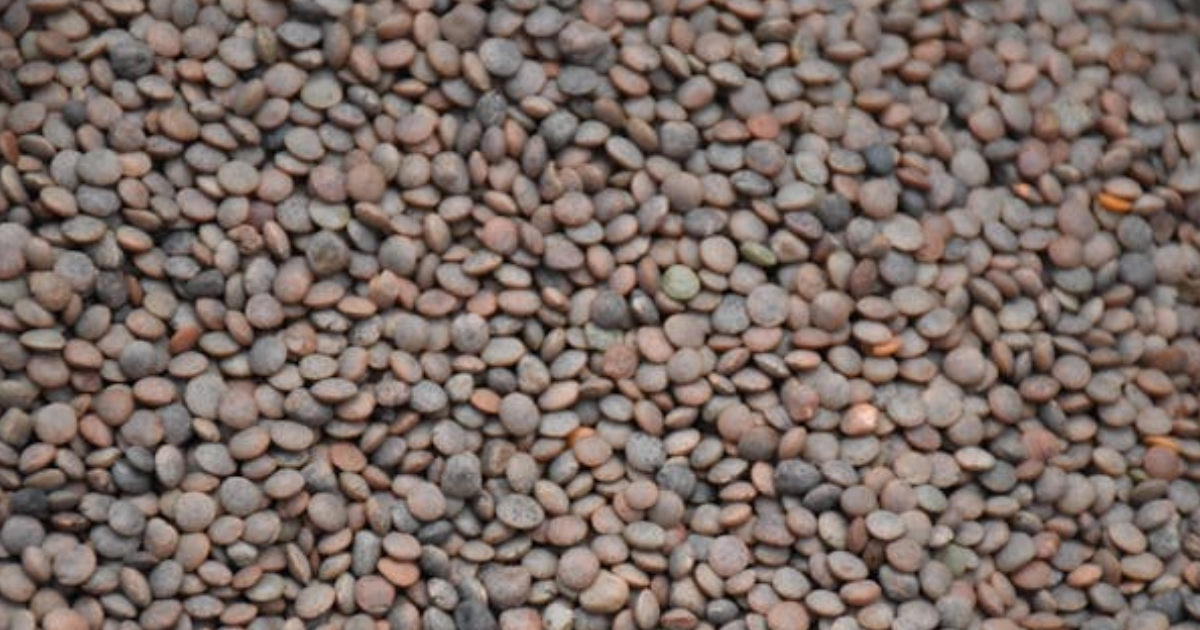 Lentilles
