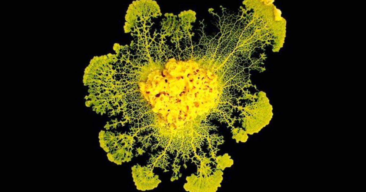Le Virus et le Blob