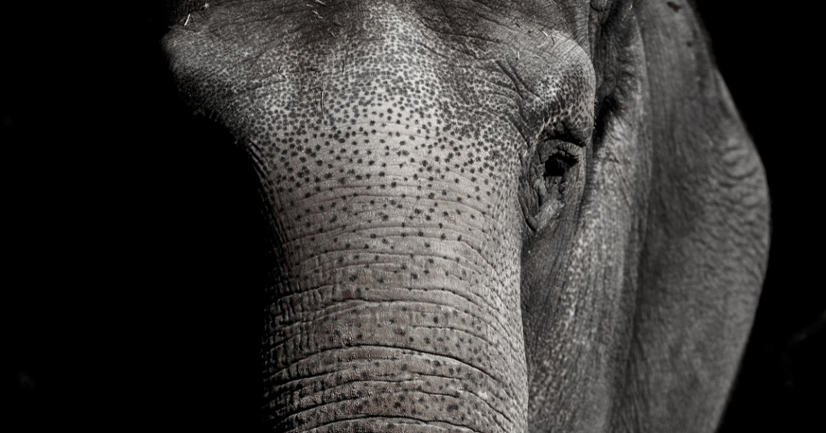 Pachydermique