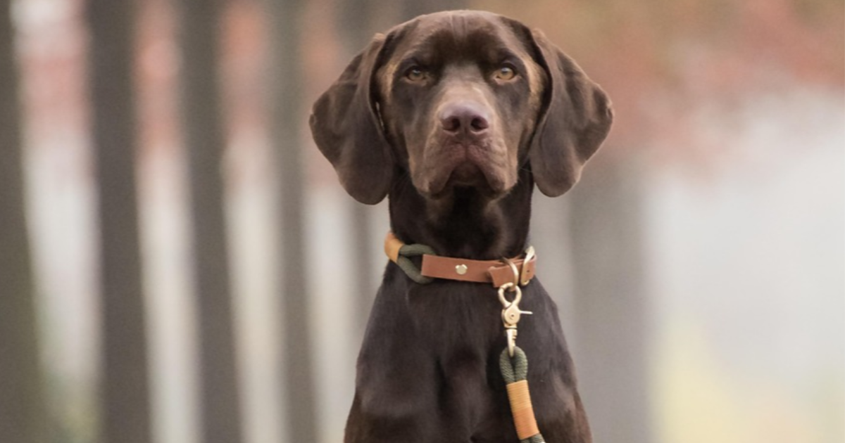 Labrador
