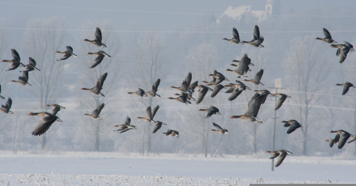 L’HOMME ET LA POÉSIE - Variante cosmologique