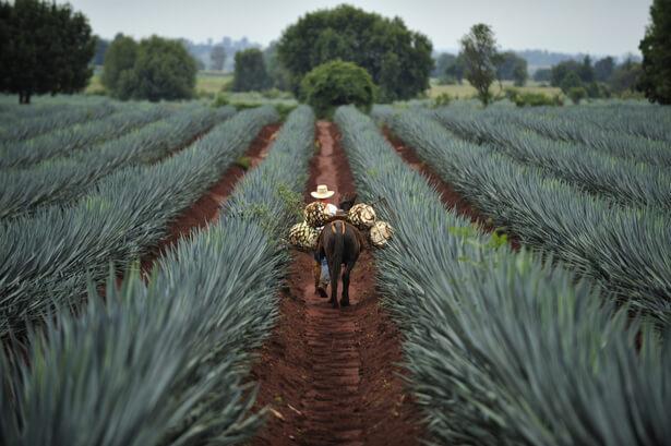 l'AGAVE Bleue