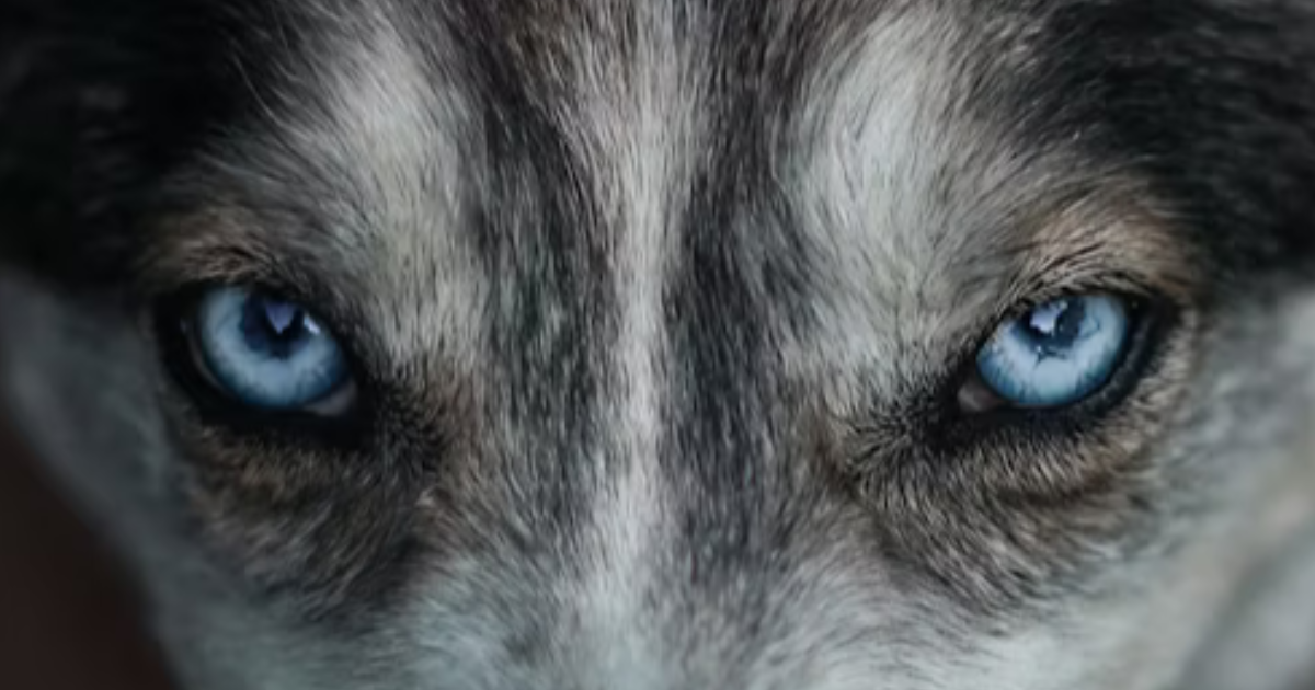 Loup