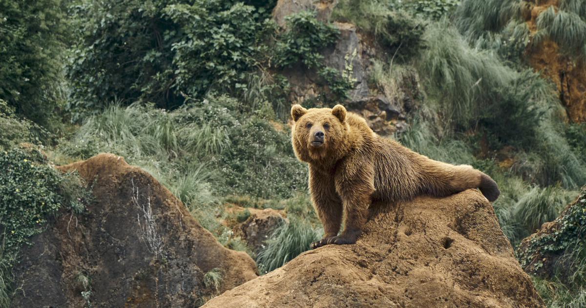 Ours