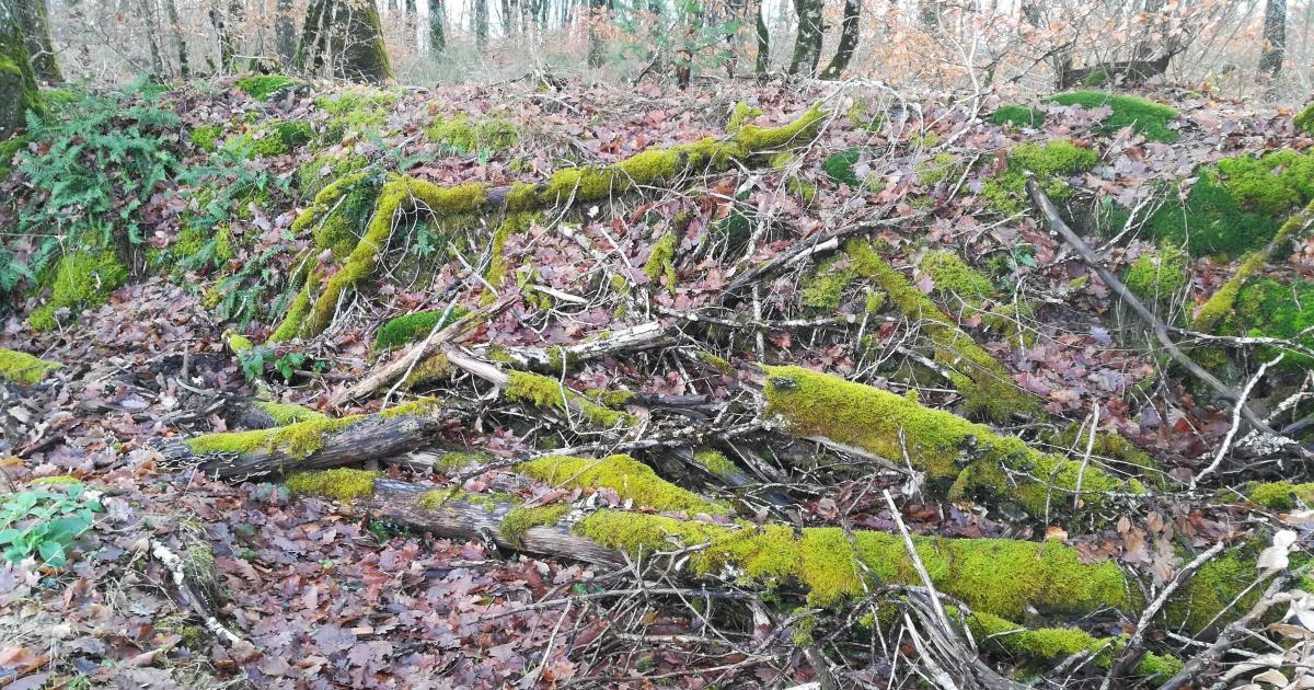 Ballade en forêt