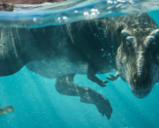 Planète préhistorique - Saison 1