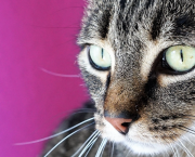 Le chat
