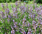 Quelque chose du printemps