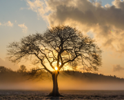 Le vieil arbre et le jeune homme
