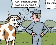        le rot des vaches en question