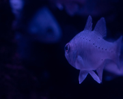Le poisson qui tire