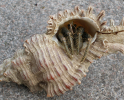 Intrus