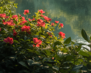 Chagrin