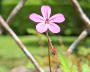 À la petite fleur sauvage