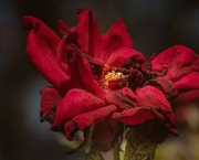 Folle fleur fanée