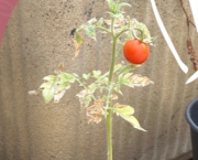 Tomate du jour 🍅