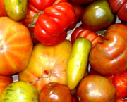 DEBUNKAGE : non, les semences ne sont pas la propriété des grands groupes, NON et NON !!