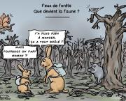 Feux de forêts : que devient la faune ?