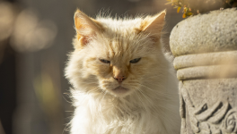 Chapitre 1/10 - ZAP ? Comment ça « ZAP » ?