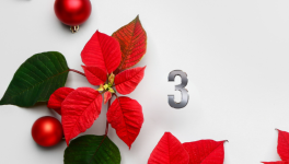 Jour 3 : La légende du Poinsettia