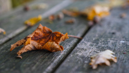 Le feu, le vent et la voix...