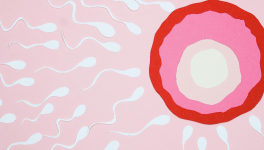 Conception