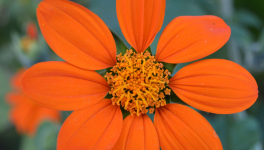 Pour vous quelques recettes vegan simples.