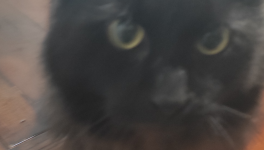Il re dei gatti .3