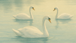 Les cygnes sur l'eau