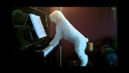 Dogs of a Huge Criminal Conspiracy