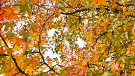 Souvenir d'automne