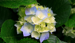 LE REVEIL( le maintien et la paix)