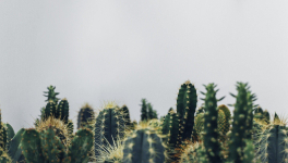 Dans la vie, il y a des cactus 