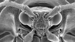 23 - Luciole : (challenge #LinkTober2025)