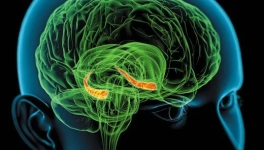 L'inverse du rire ce n'est pas le sérieux, c'est la soumission !