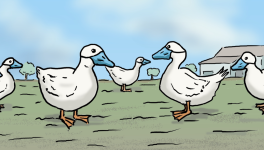 Alerte grippe aviaire !