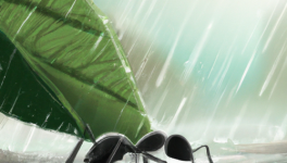 La fourmi sous la pluie