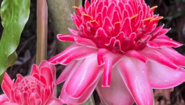 FLEUR: Concours RENAISSANCE