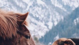 Article Lolita Delorme