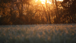 Marie-Thérèse, femme présente