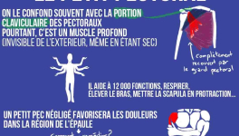 Ces muscles méconnus : le petit pectoral