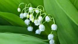 Muguet